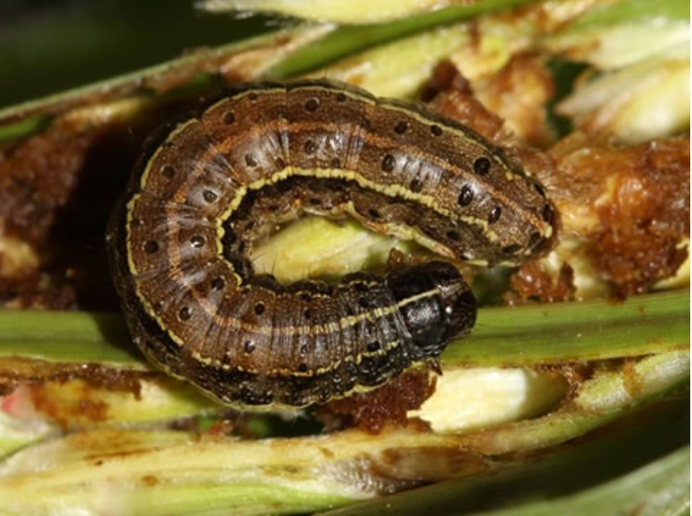 armyworm