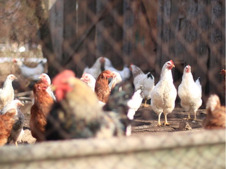 poultry